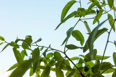 50 LEMON SCENTED EUCALYPTUS Citriodora Tree aka Lemon Bush & Spotted Gum - Colorful Bark White Flower Tree Seeds